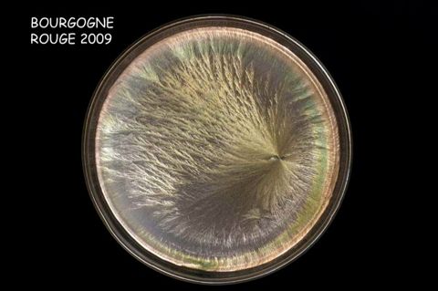 Cristallisation sensible — Bourgogne 2009