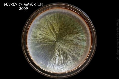 Cristallisation sensible — Gevrey-Chambertin
