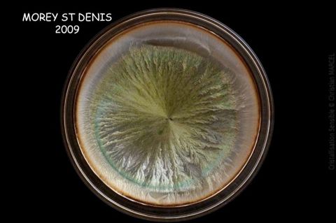 Cristallisation sensible — Morey-Saint-Denis 2009