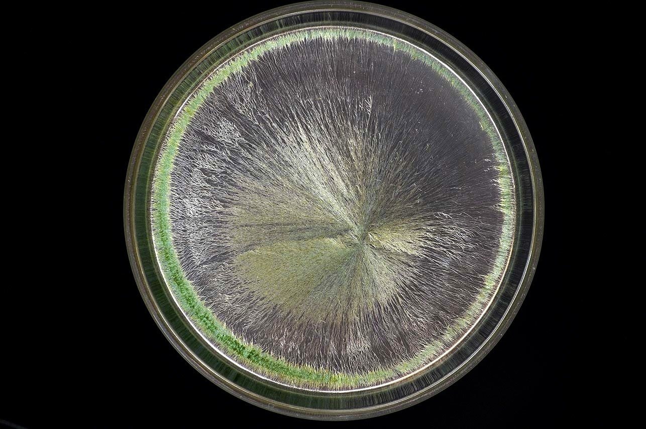 Cristallisation sensible d’un vin de Tavel 2012 : figure rayonnante dans une coupelle de verre