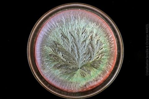 Cristallisation sensible — Teroldego 2010