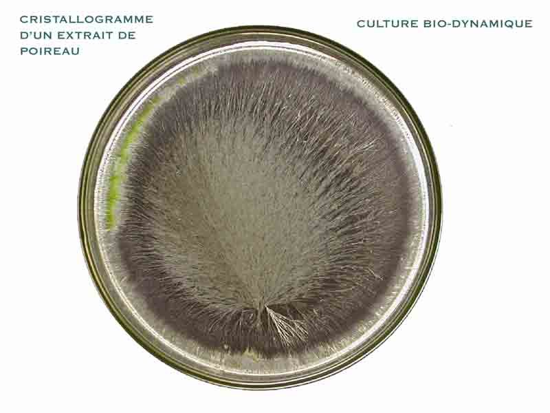 Poireau — Culture biodynamique