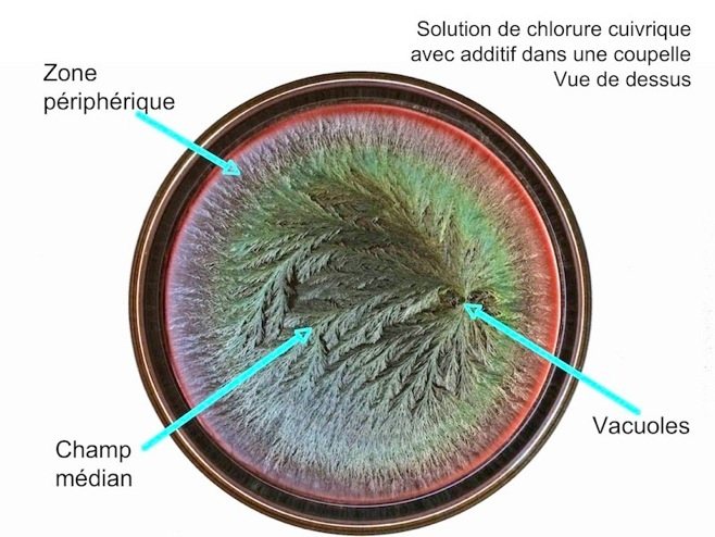 Image de cristallisation annotée : vacuoles au centre, champ médian, zone périphérique